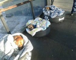 3 Stray Dogs Sleep at Bus station to Avoid Cold – Now Watch when They Get their Own Beds
