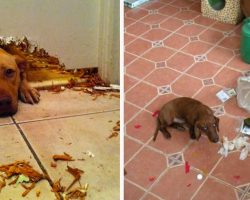 10+ Hilarious Times Dogs Were Caught Red Handed And Couldn’t Hide Their Guilt