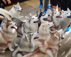 This Café In Thailand Lets You Play With A Pack Of Huskies After You Enjoy Coffee And Pastries