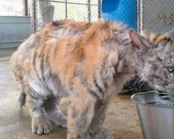 This Abused Circus Tiger Never Felt Love. Watch How She Reacts When She Found Her Soulmate…