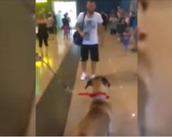 Dog Stops And Stares At The Owner He Hasn’t Seen In 3 Years, But The Real Reaction Is Coming