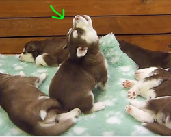 Baby Husky Attempts To Howl, Instead Sounds Just Like Chewbacca