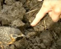 Baby Robin Approaches Farmer For Help – Then It Dawned On When She Grabbed A Hold Of His Hand.