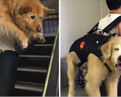 20 Pics That Prove Grown Up Dogs Are Still Just Big Babies At Heart