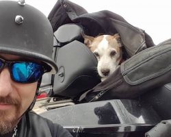 Biker Picks Up Abused Dog On The Highway, Makes Him His ”Co-Pilot”