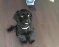 Previously Blind And Stray Cocker Spaniel Sees Her Owners For The Very First Time After Surgery