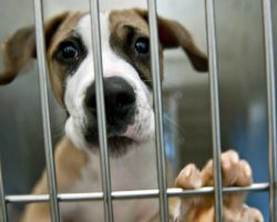 California Becomes The First State To Require Shelters To Sell Rescue Animals