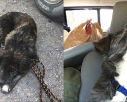 Couple Stops At Gas Station On Road Trip — And Ends Up Leaving With A Puppy