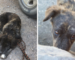 Couple Makes Quick Pit Stop–When They Come Out, They Find Strange Dog Lying Next To Car