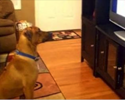 Dad catches the dog responding to commands on the TV, and it’s hilarious