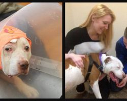 Deaf Dog Who Took A Bullet For His Owner Is Finally No Longer Homeless