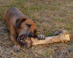 FDA Warns Dog Owners to Avoid Bone Treats After 15 Dogs Die