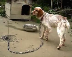 Dog was chained up for 5 Years – Now watch his reaction when they free him!