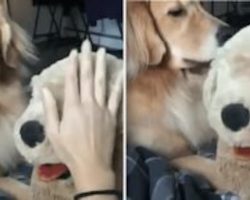 Dog Gets Jealous Of Owner Petting Stuffed Animal