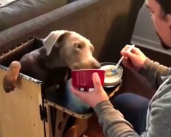 Family Feeds Dog Using A ‘High Chair,’ But Not Because She’s A Baby
