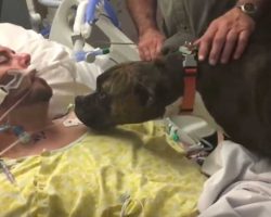 Dog Senses That His Owner Is Close To Moving On, Says His Final Goodbye