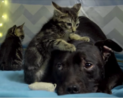 Pit Bull Rescued From Dog Fighting Ring Now Spends His Days Cuddling Kittens
