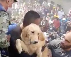 Golden Retriever Pulled Alive From The Rubble Of Deadly Earthquake