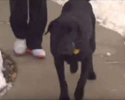 Dog Runs Up To Cops Acting Frantic – Can’t Believe Their Eyes When they Follow Him Home