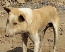 Dog with severely swollen face completely transforms thanks to rescue team