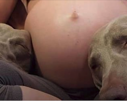 Dog Patiently Waits 9 Months For Baby Brother – His Reaction When He Meets Him Is Going Viral