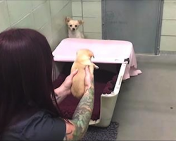 Frightened Mom Hides In The Corner, But Watch When She Sees Her Puppy’s Face…