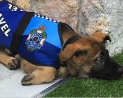 Puppy Kicked Out Of Police Academy For Being Too Friendly, Given New Royal Job.