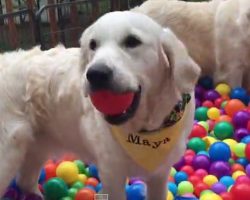 These Beautiful Golden Retrievers Have The Best Birthday Party Ever