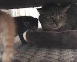 Grumpy Old Feral Cat Meets Tiny Kittens And His Reaction Is Heartmelting