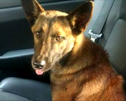 Heartbroken German Shepherd Refuses To Leave Companion’s Side, Until Police Come To Rescue