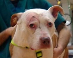 A Hero Pit Bull Took A Bullet For His Owner…And Now He Needs A Home