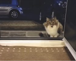 Homeless Cat Begging To Come Inside House, Gives Home Owners SWEETEST Surprise When They Let Her In!