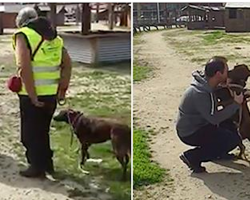 Little Dog Was Lost And Lonely For Years, Watch The Heart-Wrenching Moment She Smells A Familiar Smell