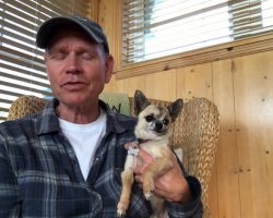 Man Says Petting His Chihuahua Is Relaxing, We (And The Chihuahua) Beg To Differ