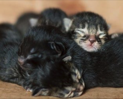 Mom And Kittens Found On Side Of Road-Rescuers Get Closer Look, And They Have No Words
