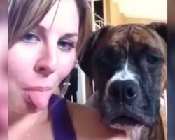 Mom Wants to Take A Selfie with her Boxer – Dog’s reaction Will Leave You In Stitches!