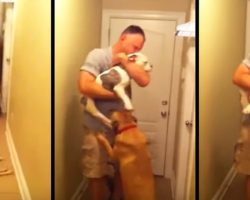 Paralyzed Pit Bull Completely Loses It When Dad Comes Home After 6-Month Deployment