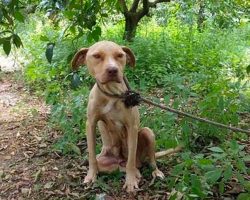 Pit Bull Is Left To Die Chained To A Tree, Refuses To Stop Protecting Her Secret