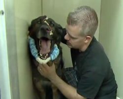A police dog was shot while chasing a suspect — now his partner sees him again