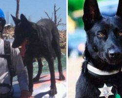 Three Men Drag Police Officer Into Forest To Kill Him, Don’t See Dog’s Reign Of Terror Coming