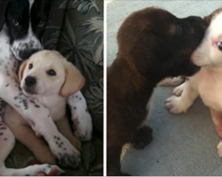 17 Puppy Best Friends — Because You Need More Puppies In Your Life