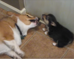 The Dogs Are Arguing When The Pup Turns Around And Rips A Fart In The Corgi’s Face