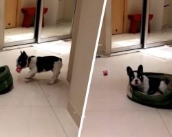 Puppy Finds Cat In His Bed So He Retaliates. His Reaction Is Hilarious!