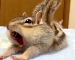 Rescue Chipmunk Discovers New Bed Sheets. His Reaction Has The Internet In Stitches