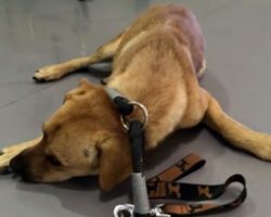 Rescue Dog was so Traumatized he’d pee when Touched, but Watch when They Muzzle him