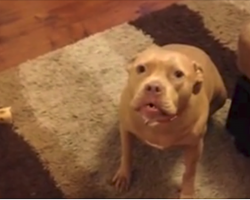 Dog Doesn’t Like Dad Coming Home Late, Makes Him Hear All About It