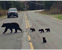 Sick Bear Cub Is Left Behind, Police Officer Risks His Own Life To Save Him