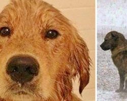 Man Saves Sick Homeless Dog After A Flood, Days Later He’s Shaken By What He Finds In His Fur