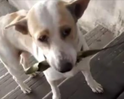 Stray Dog Always Brings A Gift To The Woman Who Feeds Him