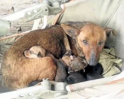 Stray Dog Uses Her Maternal Instincts To Keep An Abandoned Baby Alive Until Help Arrives